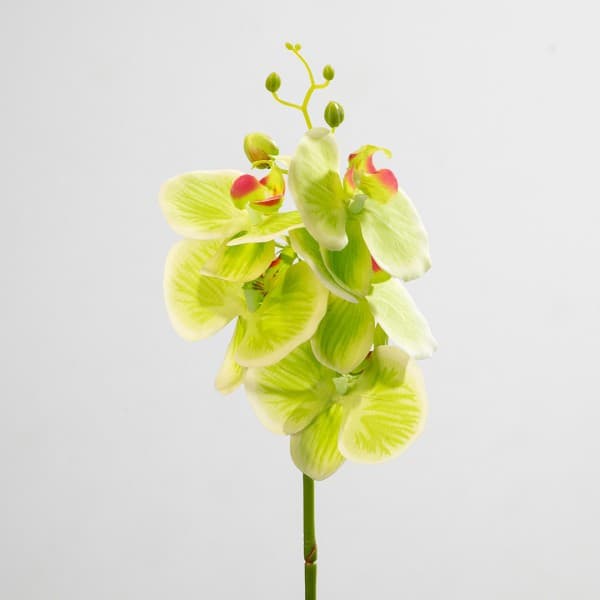 Single Green Orchid Faux Plant